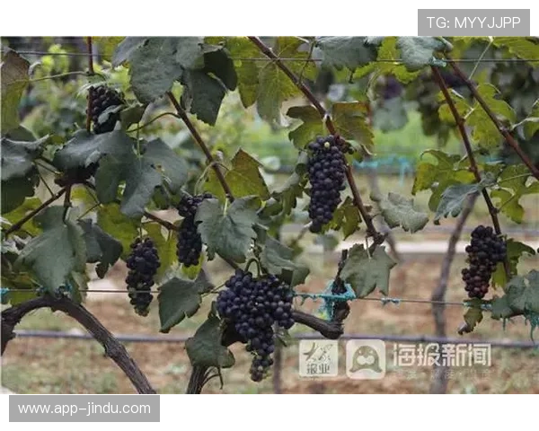 新葡萄娱乐城集团行业竞争优势：技术创新与优质服务打造行业领先品牌